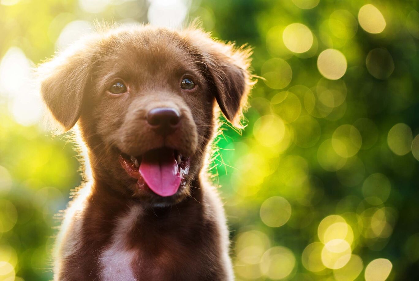 Ein neugieriger Hund mit fröhlichem Blick in einer sonnigen Umgebung